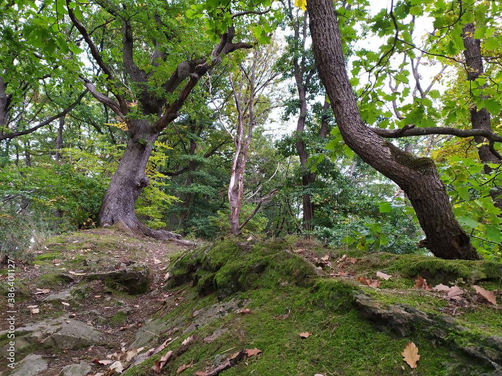 Fototapeta premium Natural hiking trail through the woods as idyllic hiking path for nature lovers close to nature in peaceful scenery with trees and foliage in autumn forest atmosphere adventure as pathfinder rangers