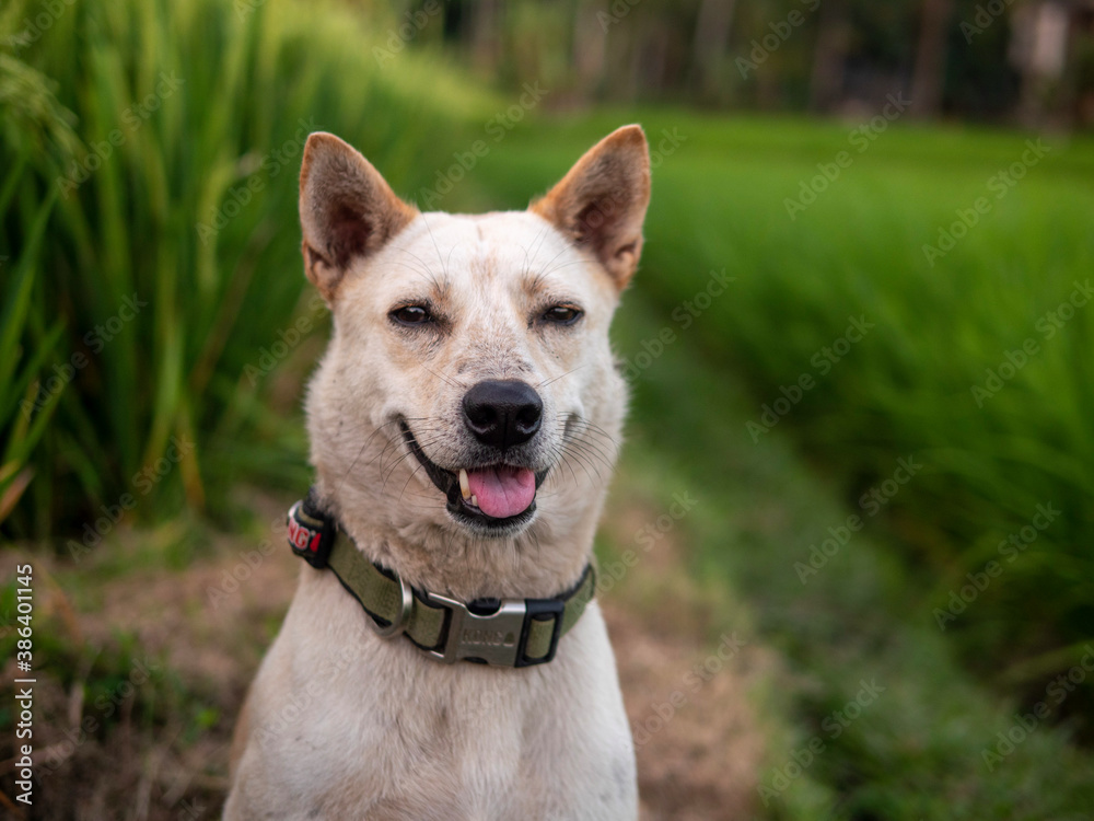 White dog in a field with lush green grass
