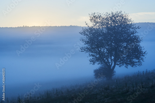 Fototapeta Naklejka Na Ścianę i Meble -  Beautiful blue fog in the morning. Foggy view with trees. Hills of the Beskids, Poland.