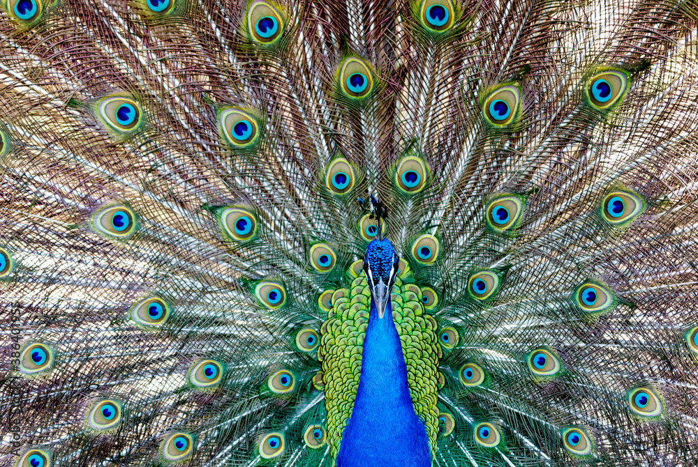 Obraz premium Amazing peacock with bright colors