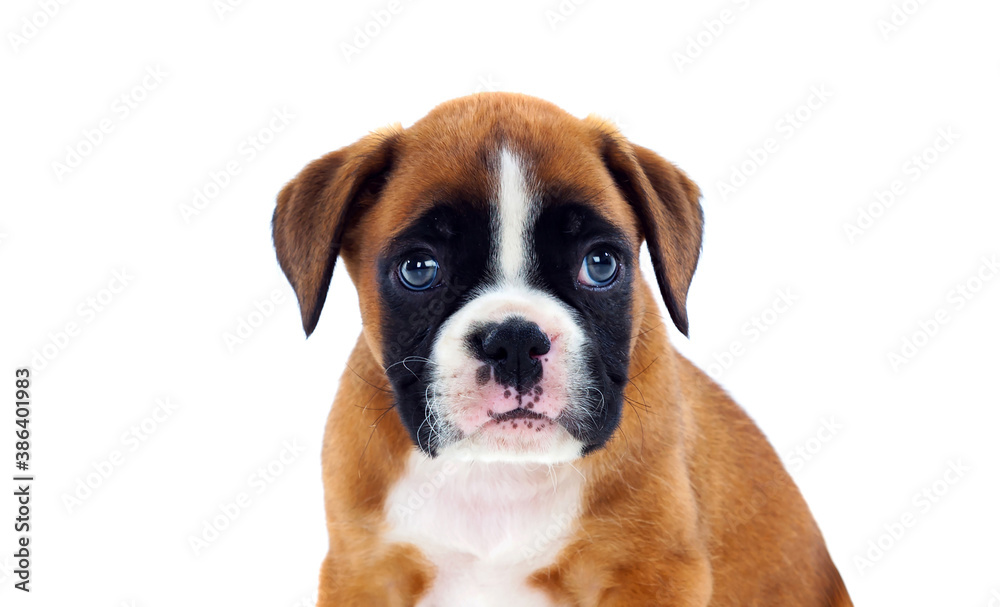 Beautiful boxer puppy with blue eyes looking at camera