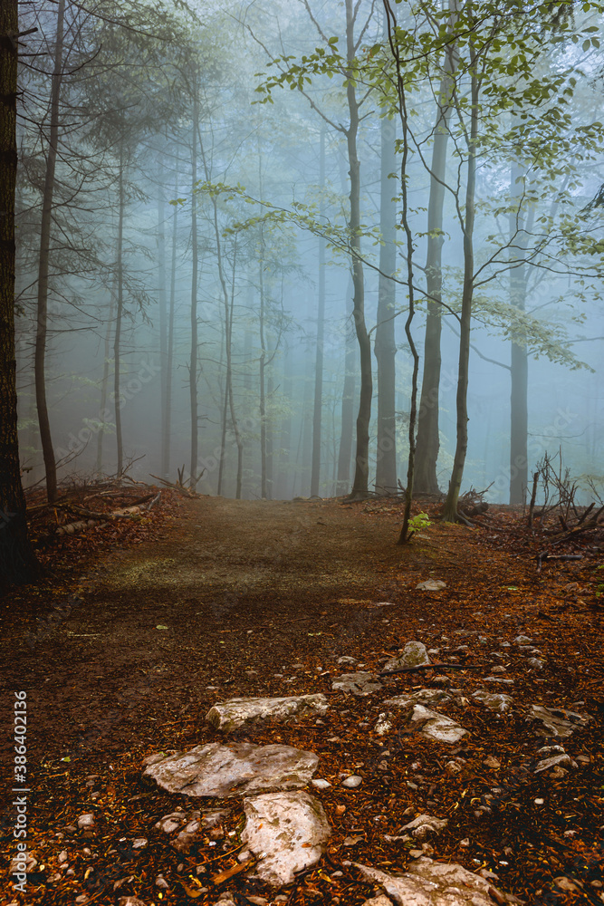 Obraz premium Las mgła