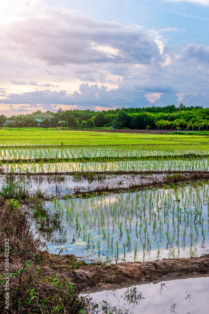 Rice field, Agriculture, paddy, with sky sunrise or sunset