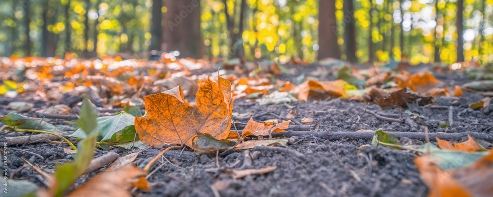 yellow fallen leaves in the park, blurry background yellow fallen leaves in the park, blurry background
