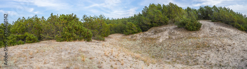 meadow with yellow grass among pine forest, panorama