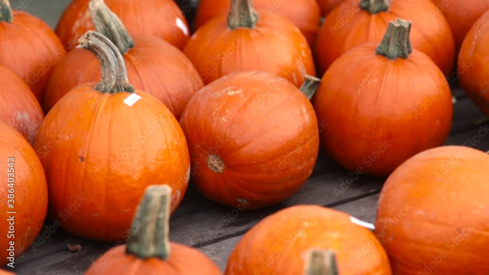 Accumulation of autumn harvest in farm boxes. Pumpkins with markers are in the warehouse. Preparing for the transportation of food. Accumulation of autumn harvest in farm boxes. Pumpkins with markers are in the warehouse. Preparing for the transportation of food.