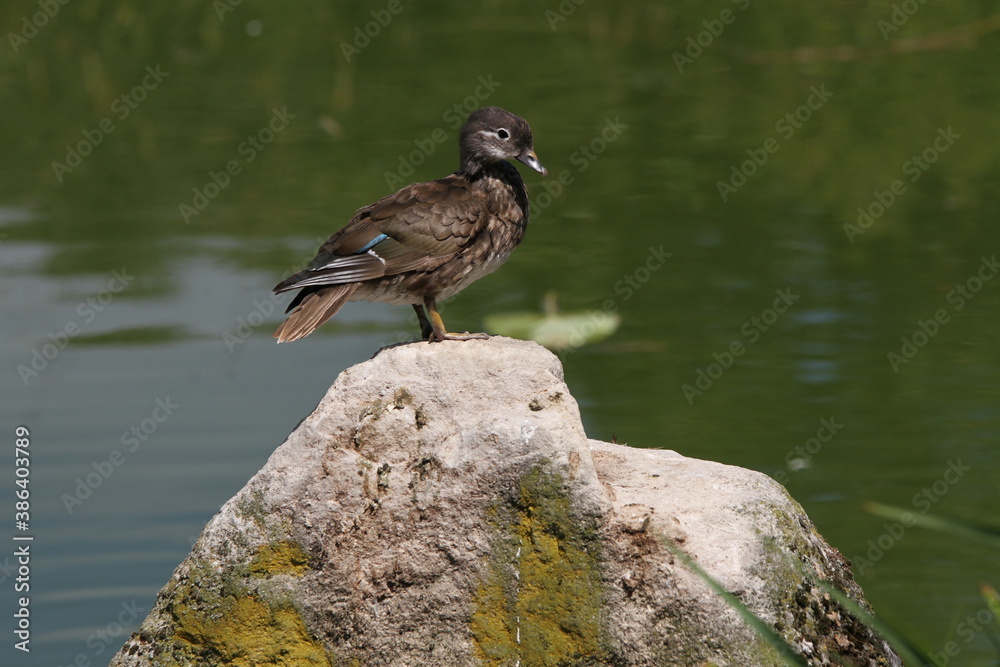 Fototapeta premium Ente, Natur, See , Wald, sommer, grün, Sommerzeit , Vogel, Bird, nature, Sea, river, summertime, summer, green, funny animal, animal, funny duck, duck