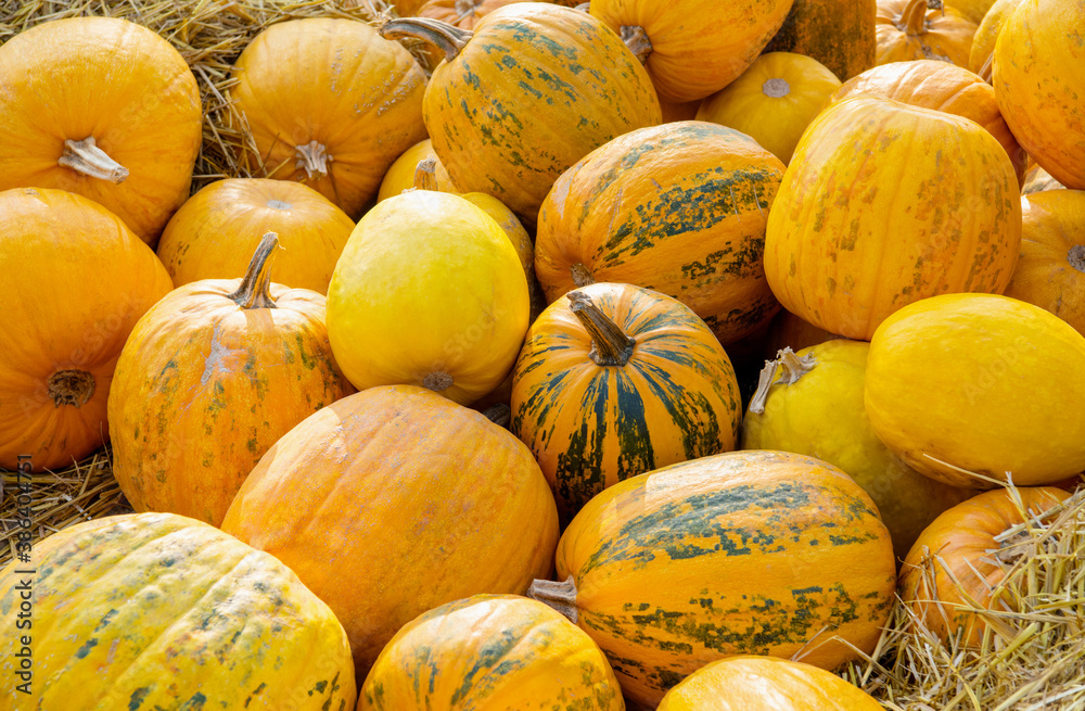 Fresh healthy bio pumpkins on farmer agricultural market at autumn.