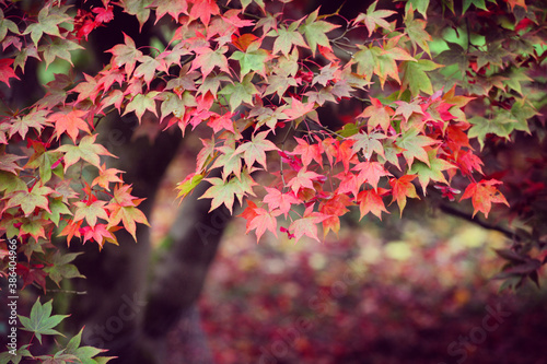 Red and pink colours of the Japanese maple during the autumn.