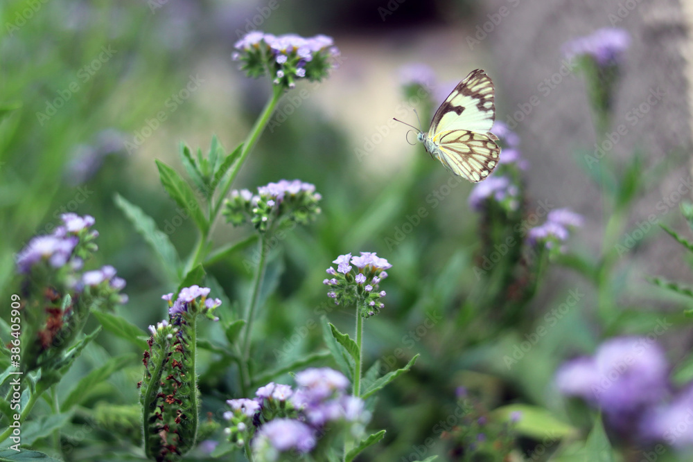 Brown-Veined White Butterfly Brown-Veined White Butterfly