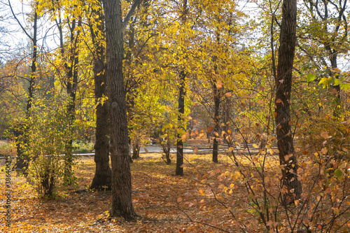 Autumn scene with a lot of yellow  red  orange leaves on a ground. Oak and maple leaves in the fall