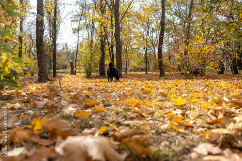 Autumn scene with a lot of yellow, red, orange leaves on a ground. Oak and maple leaves in the fall