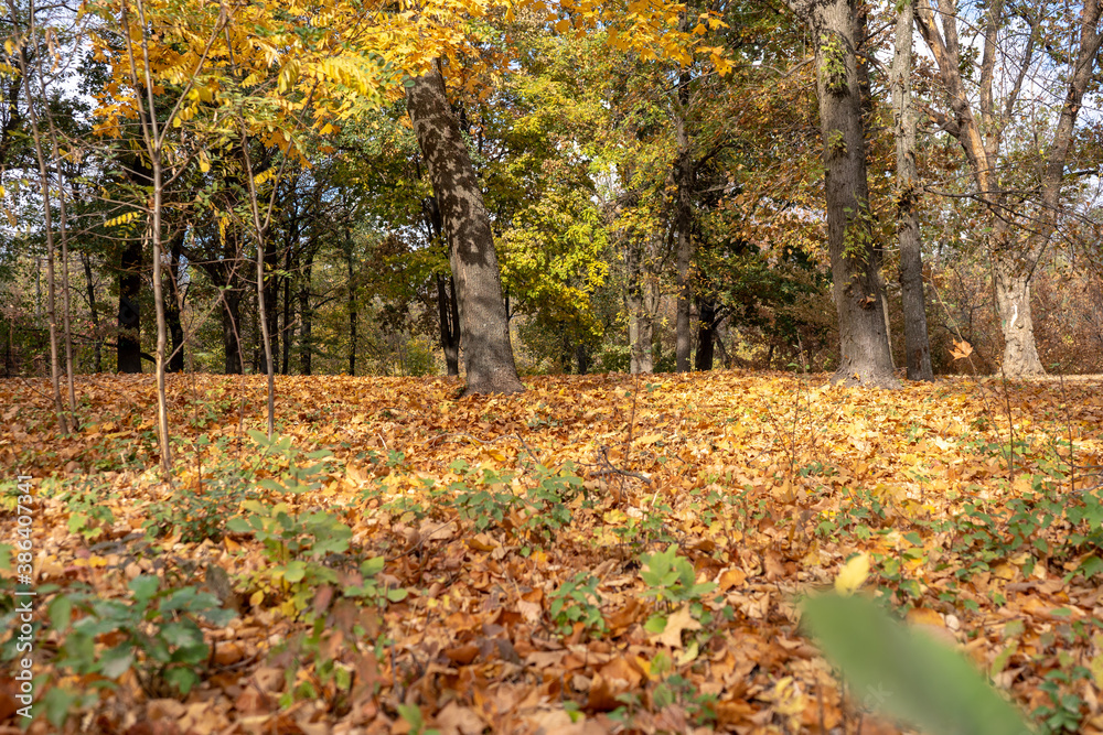 Autumn scene with a lot of yellow, red, orange leaves on a ground. Oak and maple leaves in the fall Autumn scene with a lot of yellow, red, orange leaves on a ground. Oak and maple leaves in the fall