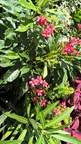 Scenic view of red color flowers and plants