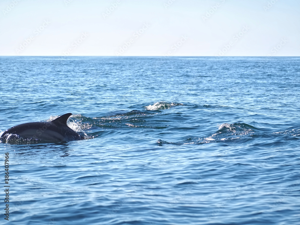 Free dolphins swimming and fishing in the sea Free dolphins swimming and fishing in the sea