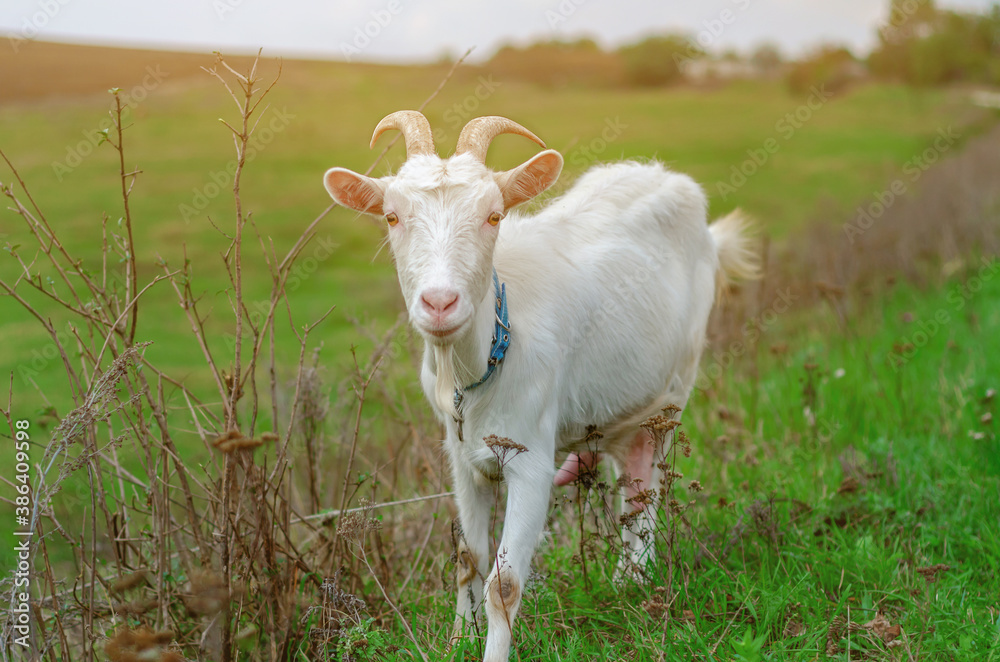Domestic white goat grazes on a green pasture. Domestic white goat grazes on a green pasture.