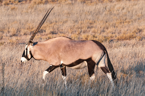 Oryx walking in the arid Kgalagadi