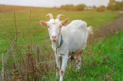 Domestic white goat grazes on a green pasture.