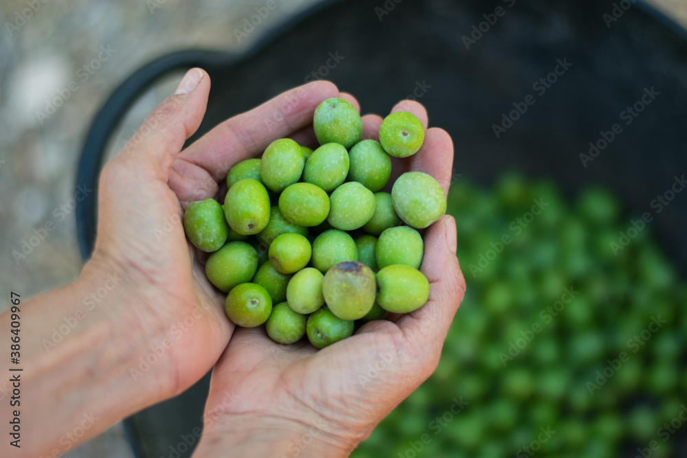 Woman's hand holding olive tree branch with green olives, close up view. Autumn harvesting in Mediterranean groves. Woman's hand holding olive tree branch with green olives, close up view. Autumn harvesting in Mediterranean groves.