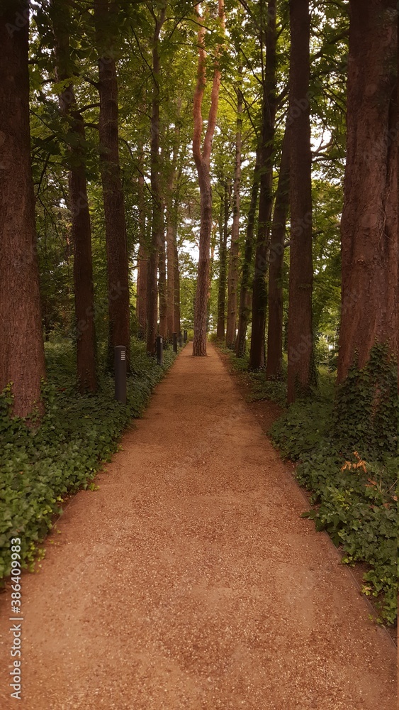 Single tree in the centre of path in forest