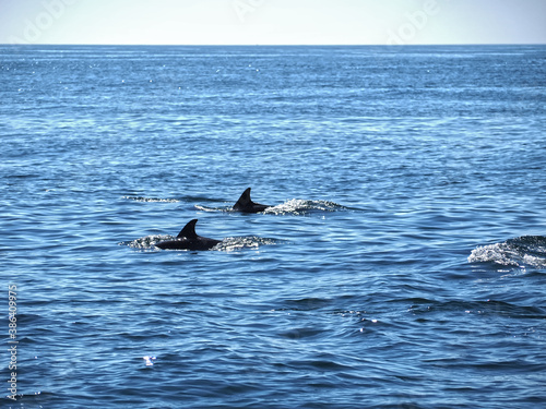 Free dolphins swimming and fishing in the sea