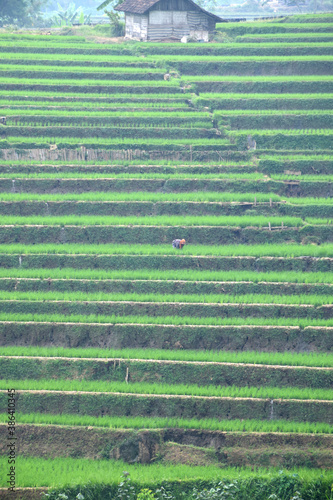 Green rice terraces in Trawas, Mojokerto, Indonesia photo