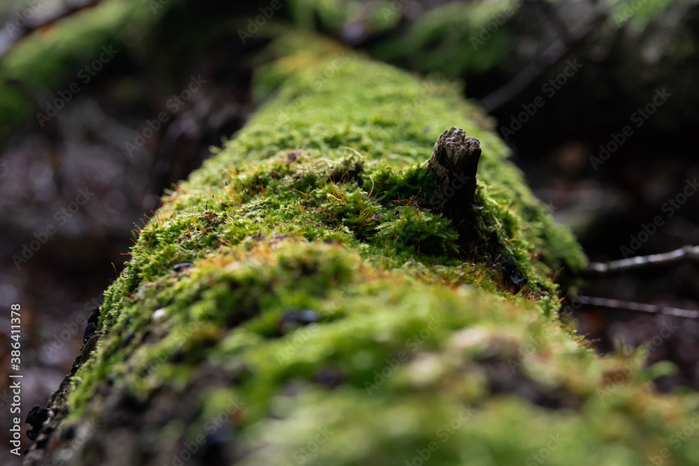 Close-up of moss growing on a dead tree in the forest Close-up of moss growing on a dead tree in the forest
