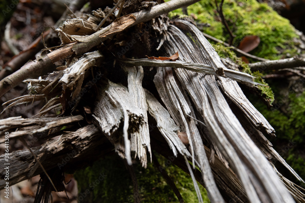 Dead and bursted tree in the woods, overgrowing with moss Dead and bursted tree in the woods, overgrowing with moss