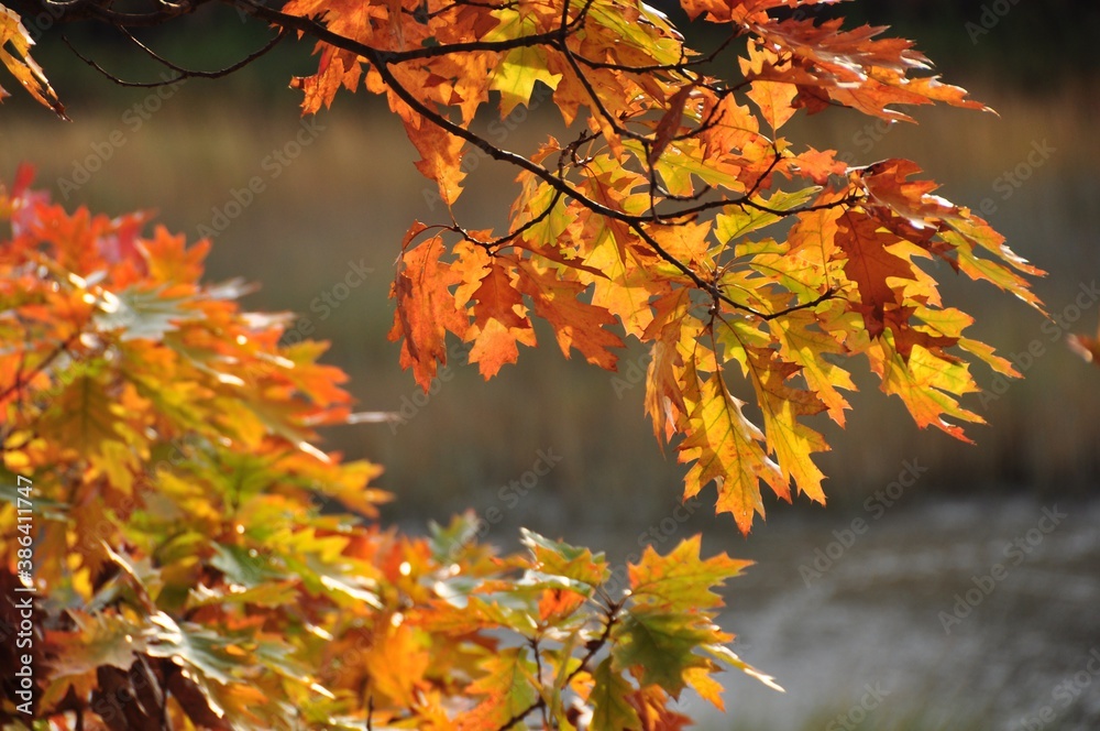 Autumn Yellows Autumn Yellows