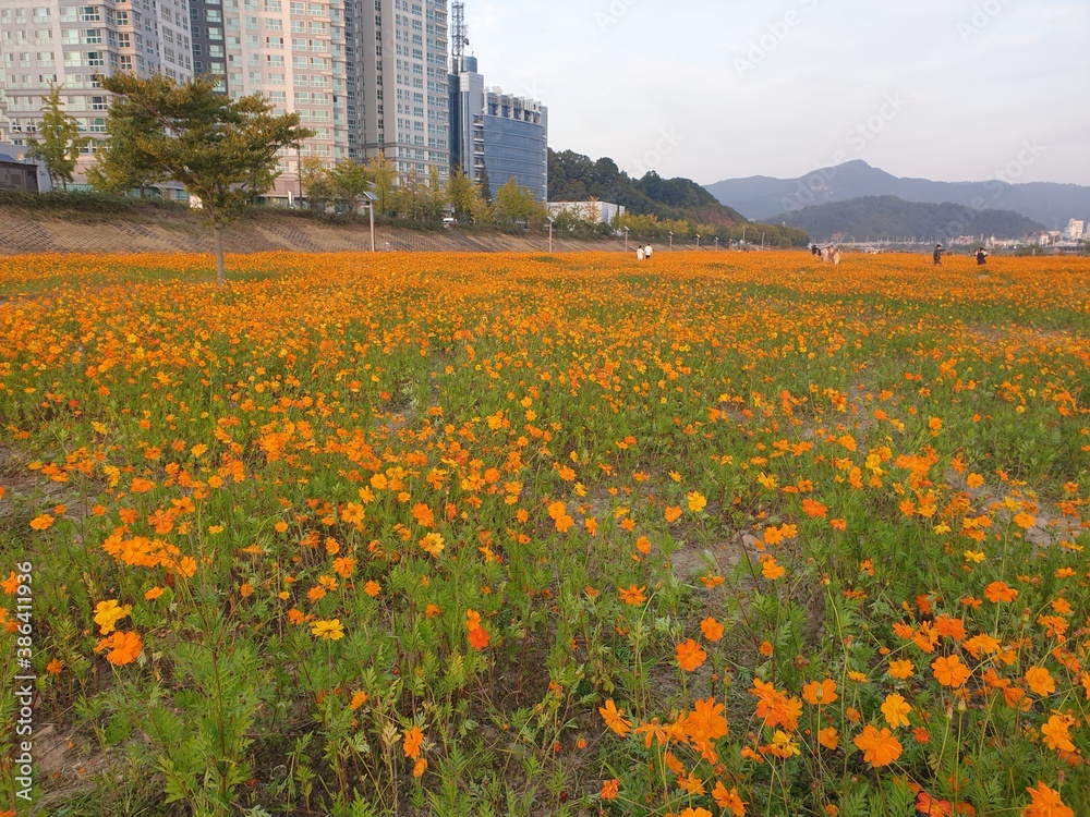 yellow, orage kosmos flowers in Daejeon, South Korea