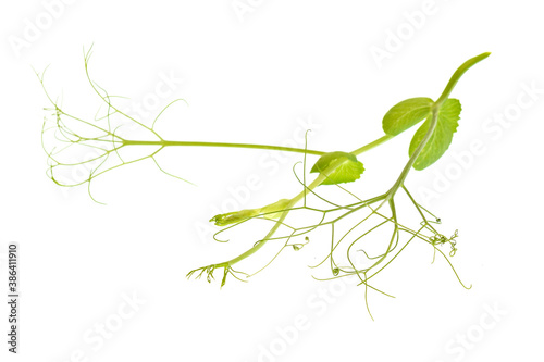 Fototapeta Naklejka Na Ścianę i Meble -  Green leaf of beans plant isolated on white background	