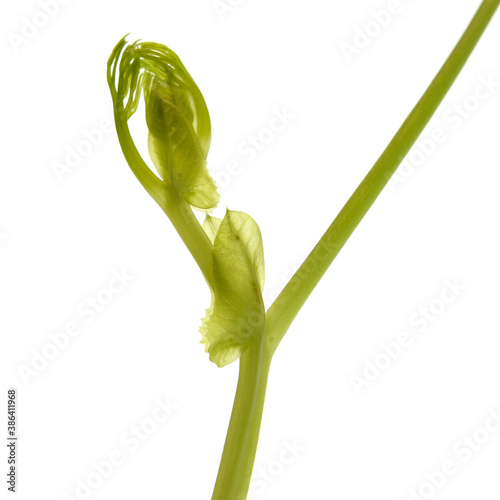 Green leaf of beans plant isolated on white background 