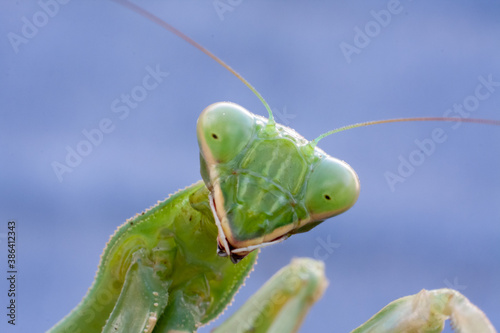 There is a female praying mantis shooted in a macro picture from the front of their face. © mario