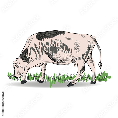 Cow  Hand drawn in a graphic style. Vintage engraving illustration for poster  web