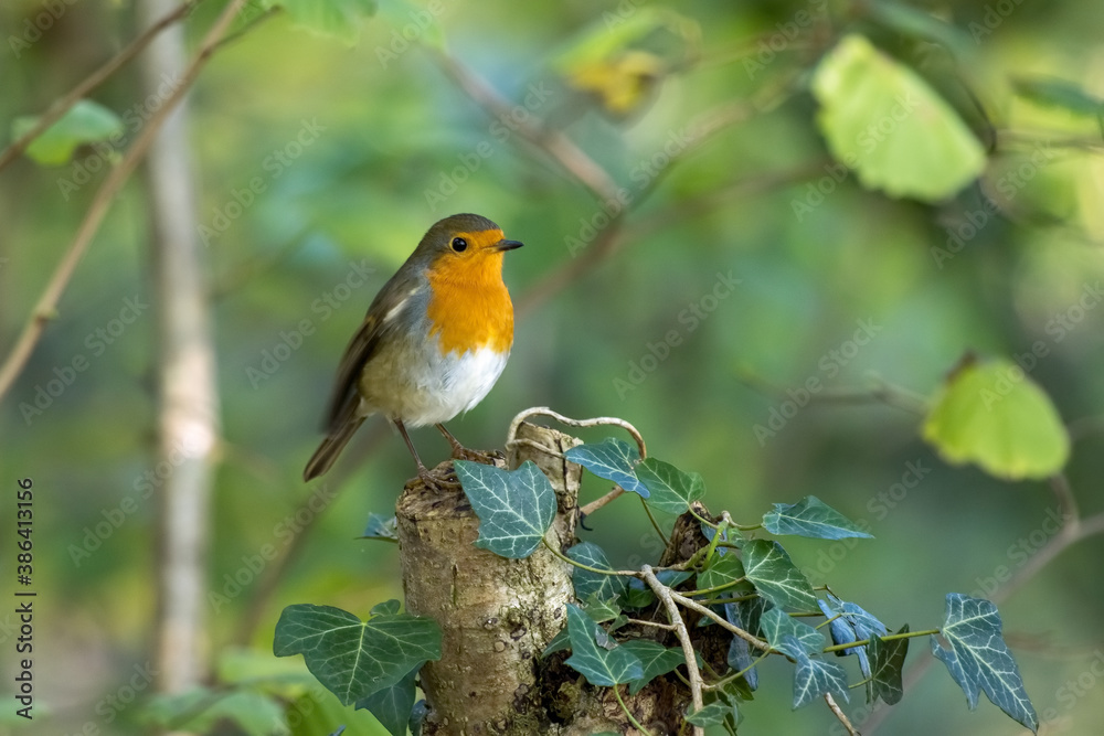 Fototapeta premium Robin looking alert in a tree on the first day of autumn