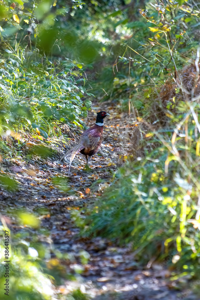 Common Pheasant (phasianus colchicus) walking down a track in East Grinstead