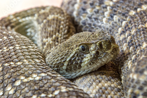 The western diamondback rattlesnake (Crotalus atrox) is a venomous rattlesnake species found in the southwestern United States and Mexico.
It ranges throughout the southwestern USA and north Mexico.
