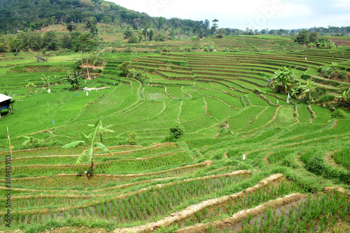 Green rice terraces in Trawas, Mojokerto, Indonesia photo