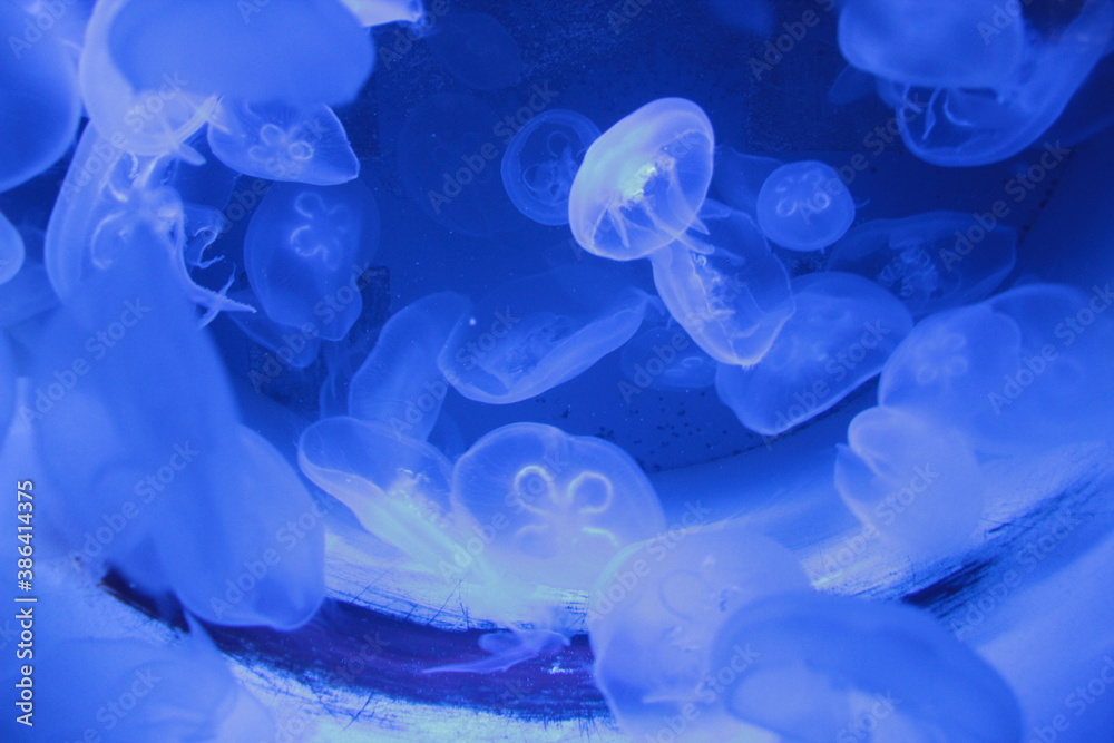 Qualle, Meer, See, Fluss, Wasser, Blau, Fisch, Seetier, Tier, Jellyfish, Water, Sea, River, Animal , Blue, Mystic Water, Mystic Animal, Qualle, Meer, See, Fluss, Wasser, Blau, Fisch, Seetier, Tier, Jellyfish, Water, Sea, River, Animal , Blue, Mystic Water, Mystic Animal,