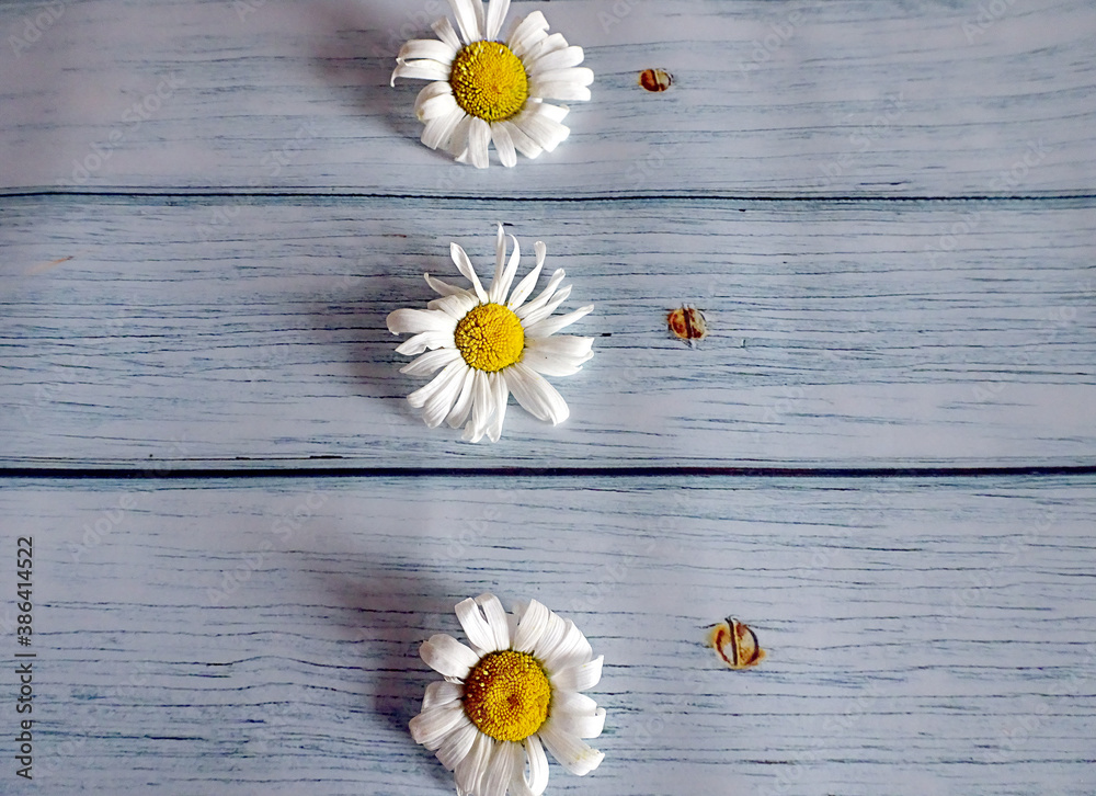 Obraz premium white daisies on a background of old turquoise boards for list, menu, text or schedule, copy space