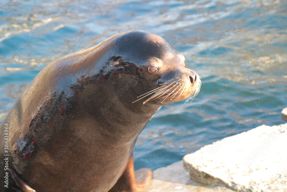 Fototapeta premium Seehund, Seal, Meer, Sea, Sommer, Summer, Sun, Summertime, Funny Animal, lustige Tiere, Seebär, Wasser, Water, Funny, lustig,