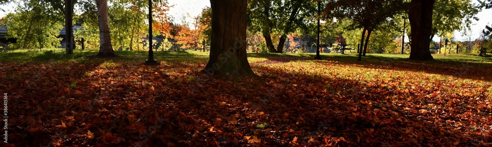 Trees in a park in autumn