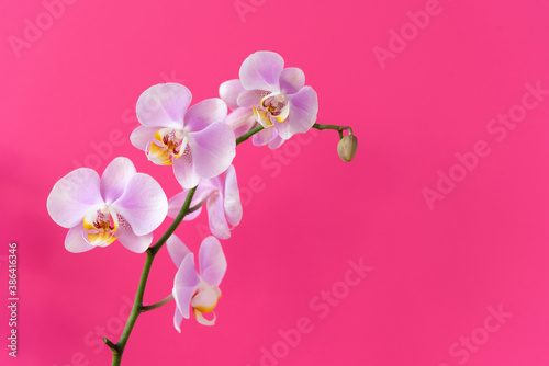Collection of wonderful fresh purple color tropical orchid flowers on stems on light violet background with template for design extreme close view