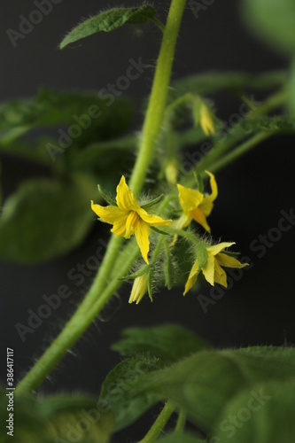 yellow flower tomato with dew drops