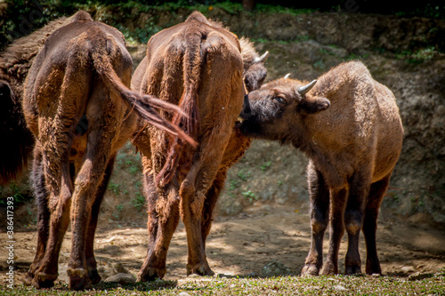 Young buffalo is breastfeeding