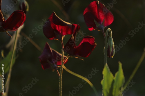 wildflowers