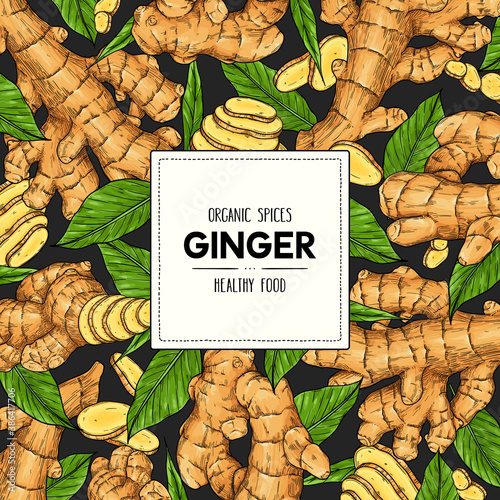 Vector hand drawn banner with ginger root, slices pieces and leaves