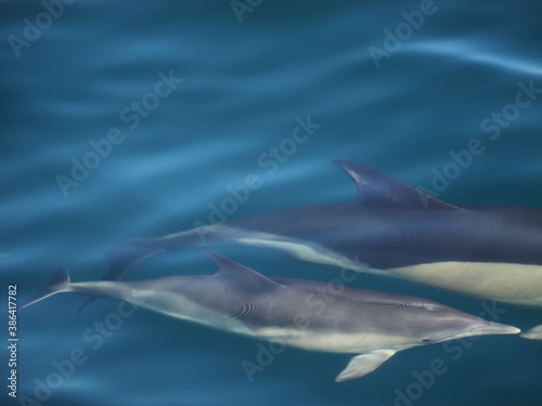 Free dolphins swimming and fishing in the sea © Stimmungsbilder1
