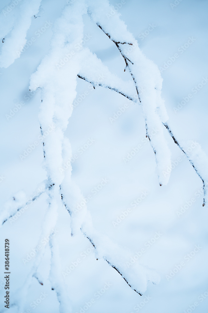snow branches on a white snowy background 