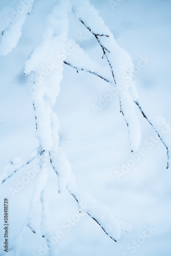 snow branches on a white snowy background  © marseus